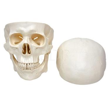 Imagem de Crânio Humano Tamanho Natural em 3 Partes Anatomia