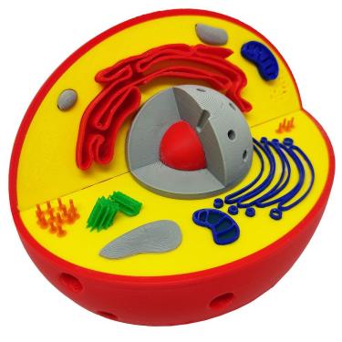 Imagem de Célula Animal Eucarionte 14 Cm Impressão 3d Maquete Biologia Citologia
