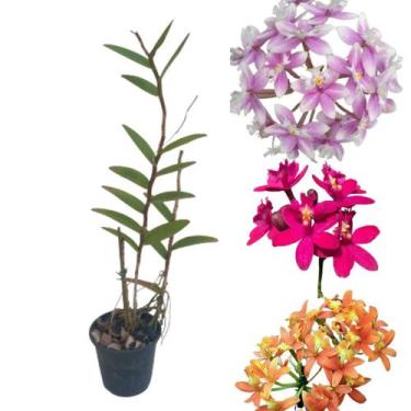 Imagem de Orquídea Epidendrum Cores Mista Planta Adulta Flor Rara - Orquiflora