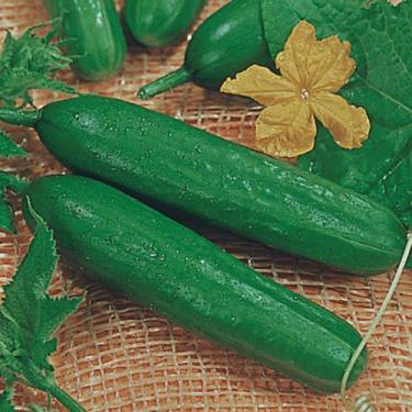 Imagem de Pepino Salada Aodai - 1gr De Sementes - Feltrin 