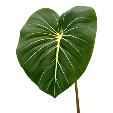 Imagem de Kit 2 Hastes de Folha de Filodendro Toque Real Silicone Grande Artificial 70cm (Verde-escuro)