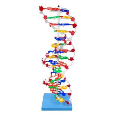 Imagem de Modelo Anatomic Dupla Hélice Dna Molecular Ampliada 60cm Gen