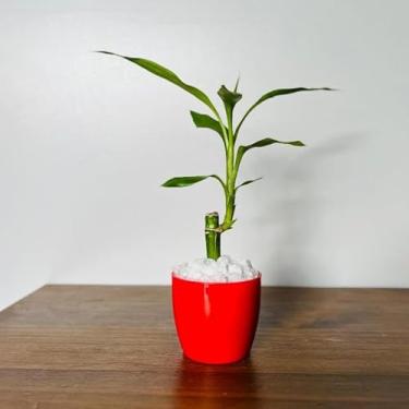 Imagem de Bamboo da Sorte com Vaso Decorativo Planta Feng Shui Prosperidade e Energia Positiva para Sala, Escritório Ideal para Moradores e Profissionais da Decoração Interior(2,Vermelho)