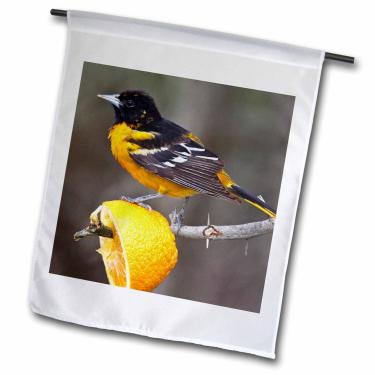 Imagem de 3dRose fl_94471_1 Bandeira de jardim Ldi0230 Larry Ditto, Texas Baltimore Oriole Bird US44 Ldi0230 Larry Ditto, 30 x 45 cm