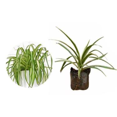 Imagem de Muda de Clorofito 20 a 40cm AMK - Plantas Online - AMK Jardinagem e Pa