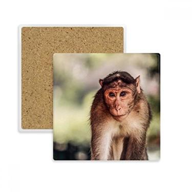Imagem de Porta-copos quadrado de animal selvagem com organismo terrestre de macaco, suporte de subplaca, pedra isolante
