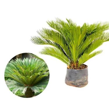 Imagem de Muda de Cica 20 a 40cm AMK - Plantas Online - AMK Jardinagem e Paisagi