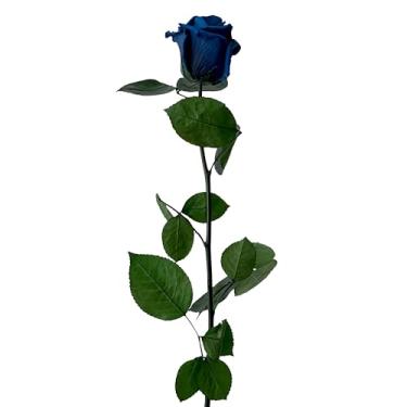 Imagem de Bloomec Solé Farms - Rosa preservada real com haste (50 cm) | Flores eternas em caixa de exibição de luxo feita à mão no Equador | Decoração floral de longa duração, pronta para presente para qualquer