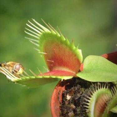 Imagem de Sementes S7 planta carnívora PapaMosca Flores para mudas Residência De