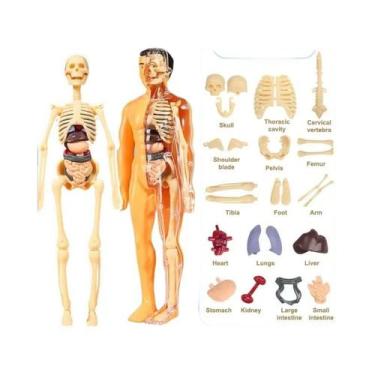 Imagem de Conjunto De Modelos De Anatomia Do Esqueleto Humano 3D Para Crianças, 