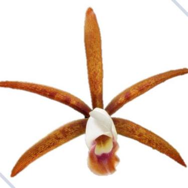 Imagem de Orquídea Cattleya Araguaiensis - Orquivitro