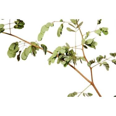 Imagem de Muda de Pau de Ferro Altura de 0,40 cm a 0,80 cm - Plantas