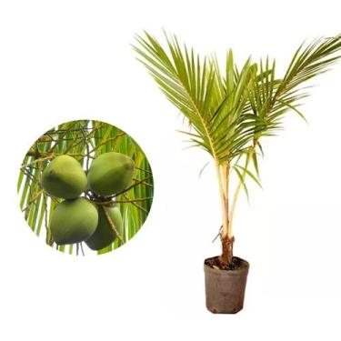 Imagem de Muda de Coco Praiano 50 a 80cm AMK - Plantas Online - AMK Jardinagem e