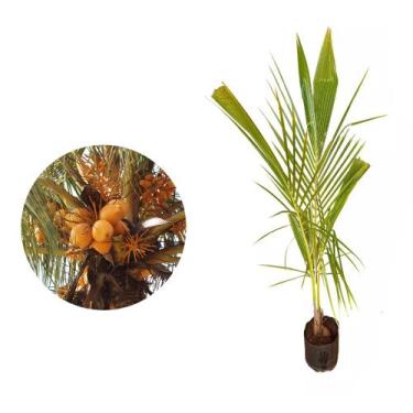 Imagem de Muda De Coco Amarelo 50cm a 80cm - AMK - Jardinagem e Paisagismo