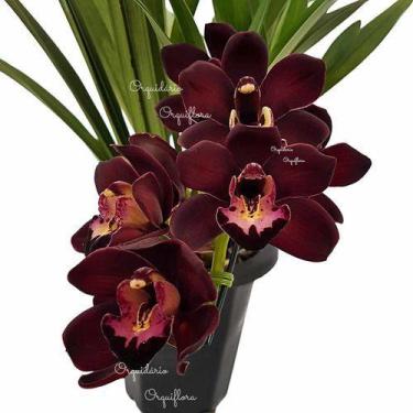 Imagem de Orquídea Cymbidium Negra Kiwi Midnight Planta Adulta - Orquiflora