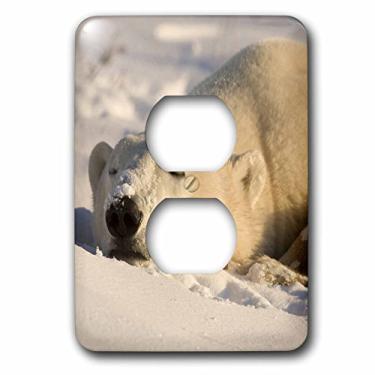 Imagem de 3dRose lsp_70248_6 Canadá, Manitoba, Hudson Bay, Churchill Polar Bears-Cn03 Bja0042 Janyes Gallery 2 Plug Outlet Cover