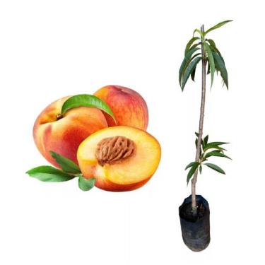 Imagem de Muda de Pêssego Dourado 50 a 80cm AMK - Plantas Online - Genérico