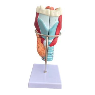 Imagem de menolana Modelo anatômico de laringe humana, ferramenta de ensino, 2x ampliada, ferramenta de exibição educacional intuitiva para pesquisa, aprendizagem