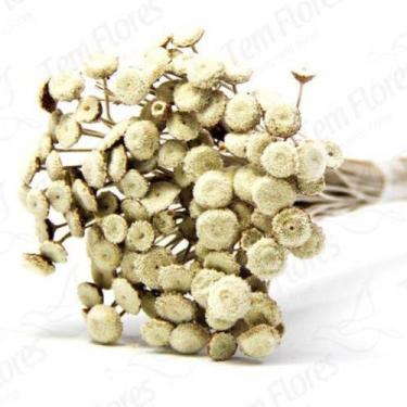 Imagem de 200 Botão Desidratado Sempre Viva Flores Secas - Pense Flores, Branco