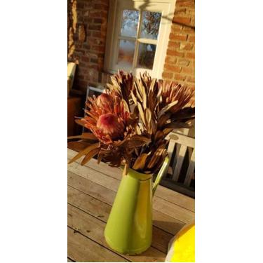 Imagem de Protea Desidratada Decoração Sala Home Office c/ 1 Haste - Tem Flores