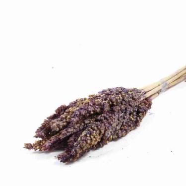 Imagem de Sorgo Lilás Desidratado p/ Decoração - Pense Flores