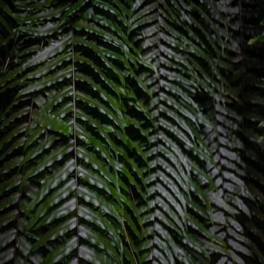 Imagem de Quadro Decorativo Folhagem Escura Arte Moderna para Sala Quarto Escritório 40x40cm