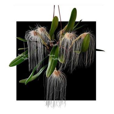Imagem de Orquidea Bulbophilum Medusae. Planta Adulta!! - no brand