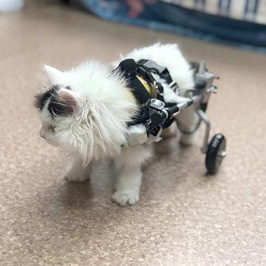 Imagem de Cadeira de rodas leve para cães com pernas traseiras - Cadeira de rodas para animais de estimação de 2 rodas para cães e gatos com menos de 1,5 kg - Ideal para reabilitação da perna traseira e suporte