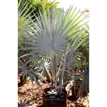 Imagem de Palmeira Bismarckia