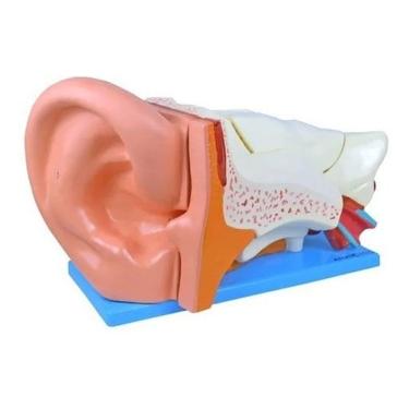 Imagem de Ouvido Orelha Ampliado Em 6 Partes Modelo Anatômico Anatomic