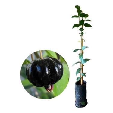 Imagem de Muda De Pitanga Preta 10cm a 20cm - AMK - Jardinagem e Paisagismo