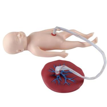 Imagem de Manequim para bebês com cordão umbilical e placenta, cordão umbilical neonatal, modelo placenta, cordão umbilical, modelo anatômico para obstetrícia e ginecologia, carne