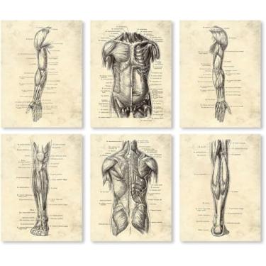 Imagem de Conjunto de 6 pôsteres de pintura em tela de músculo de órgão esqueleto impressões vintage anatomia do corpo humano arte fotos de parede médica decoração de sala de clínica (SKU1-6PCS, 40.6x50.8 cm =