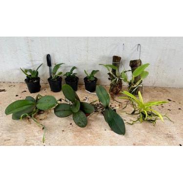 Imagem de Kit II Mudas de Orquídeas Variadas - Jardim com Flores