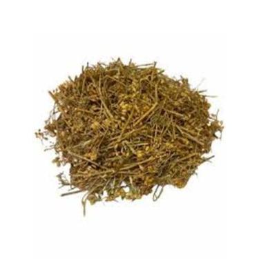 Imagem de Chá de Aquiléia (Mil-Folhas, Mil em Rama) - Achillea millefolium - L. 