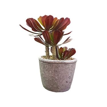 Imagem de Suculenta Com Vaso Sarquis Samara Verde