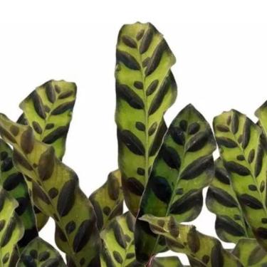 Imagem de Muda Maranta Cascavel - Calathea Insignis - Planta Natural
