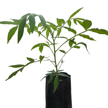 Imagem de Cajá Manga Anão Precoce. Planta natural orgânica - muda Frutifera para vaso ou quintal.