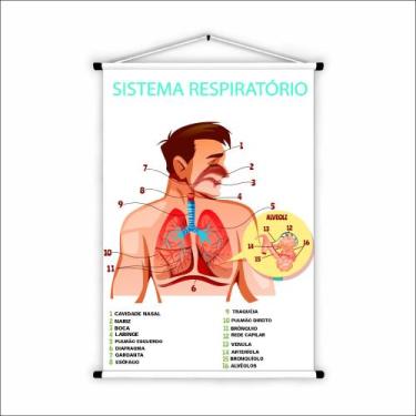 Imagem de Banner de Lona Educativo Sistema Respiratório 70x55 cm - UdiPrint