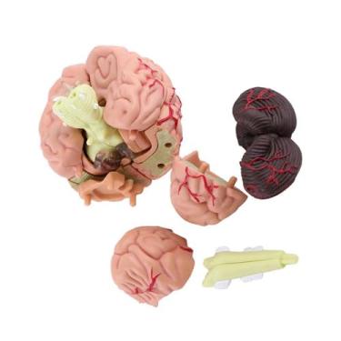 Imagem de Modelo Anatômico do Cérebro Humano - Plástico, Pintura Colorida, Ferramenta de Treinamento e Brinquedo para Estudo de Anatomia Cerebral