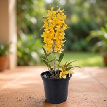 Imagem de Orquídea Dendrobium Stardust Chiyomi Planta Adulta Vs15 - no brand