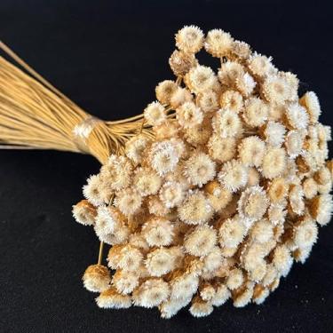 Imagem de Flor Sempre Viva Botão Jazida, Flores Secas Naturais para Decoração, Buquê Artesanal (BRANCA)