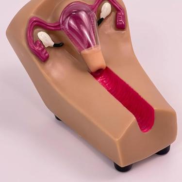 Imagem de Modelo de orientação contraceptiva feminina, modelo de treinamento de contracepção intrauterina feminina, modelo de prática médica simulador de DIU para estudantes de enfermagem, guia de treinamento