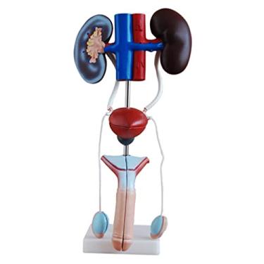 Imagem de Modelo Modelo de ensino do sistema geniturinário masculino modelo de anatomia do rim modelo de estrutura da bexiga ureter para estudo médico e sala de aula Para ensinar