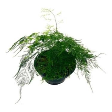 Imagem de Aspargo Melindre (asparagus Officinalis) Planta Natural