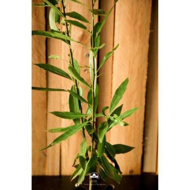 Imagem de Muda de Canelinha Nativa Altura de 0,40 cm a 0,80 cm - AMK - Jardinage