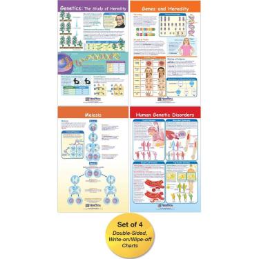 Imagem de Conjunto de gráficos de quadro de avisos NewPath Learning Genetics x4