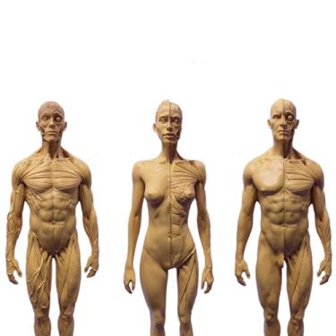 Imagem de Modelo anatômico do sistema musculoesquelético humano, figura anatômica feminina e masculina modelo ósseo muscular anatômico humano - para estudo de desenho de artista médico, estudo de sala de aula