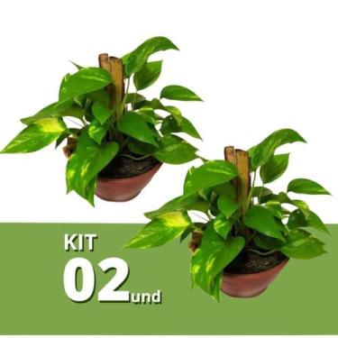Imagem de Kit 2 Muda Planta Jibóia 40cm Com Cuia P/ Decoração Interna - Velling 