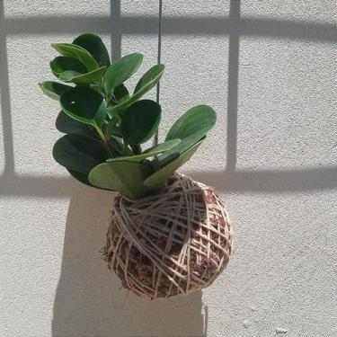 Imagem de Kokedama de peperomia verde - Orquídeas & Cia